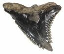 Fossil Hemipristis Shark Tooth - Maryland #42493-1